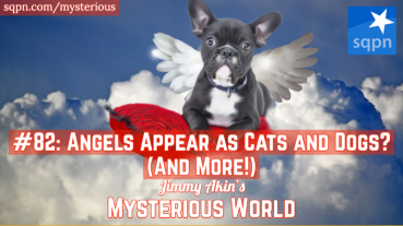 Can Angels Appears as Dogs and Cats? (And More Weird Questions)