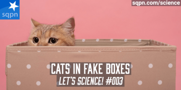Cats in Fake Boxes