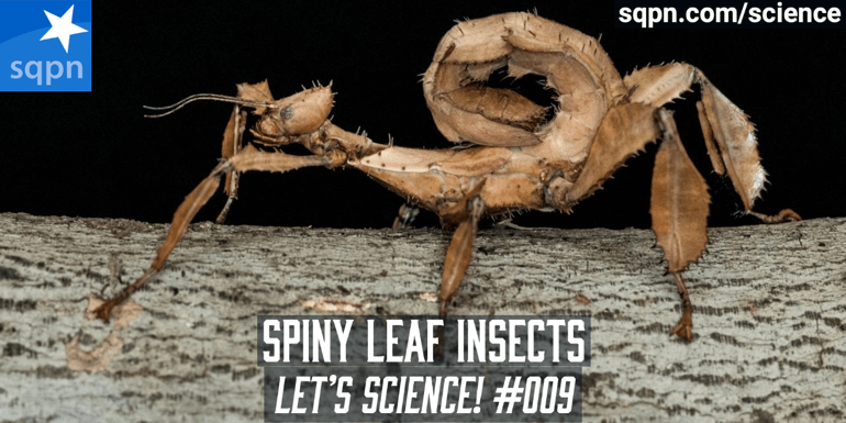 The Spiny Leaf Insect