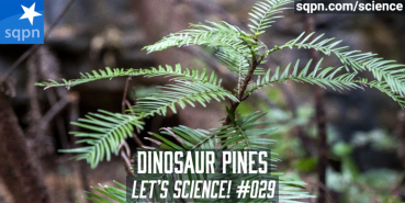 Dinosaur Pines