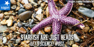Starfish Are Just Heads