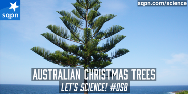 Australian Christmas Trees