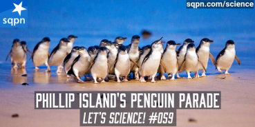 Phillip Island’s Penguin Parade