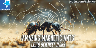 Amazing Magnetic Ants!