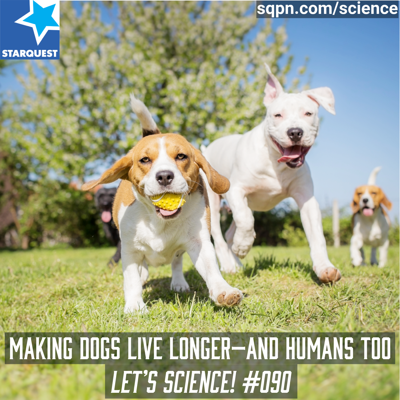 Making Dogs Live Longer—And Humans Too